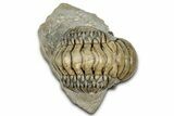 Curled Crotalocephalina Trilobite - Atchana, Morocco #327545-1